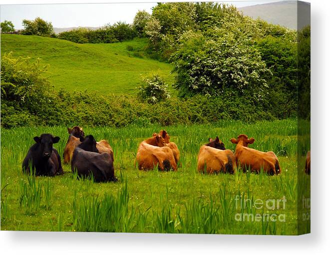 Cow Photography Canvas Print featuring the photograph The Lookout by Patricia Griffin Brett