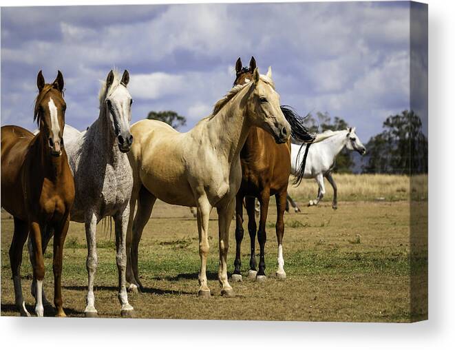Arabian Canvas Print featuring the digital art The Mares by Janice OConnor