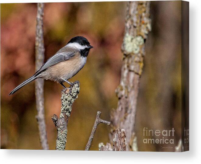 Chickadee Canvas Print featuring the photograph The Perch by Jan Killian