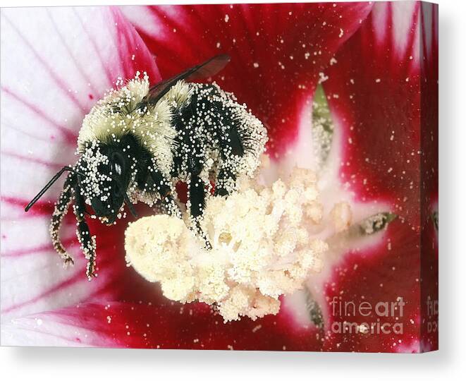 Bees Canvas Print featuring the photograph The Pollinator by Geoff Crego