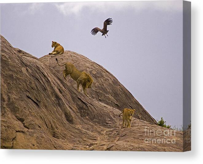 Panthera Leo Canvas Print featuring the photograph The Pride by J L Woody Wooden