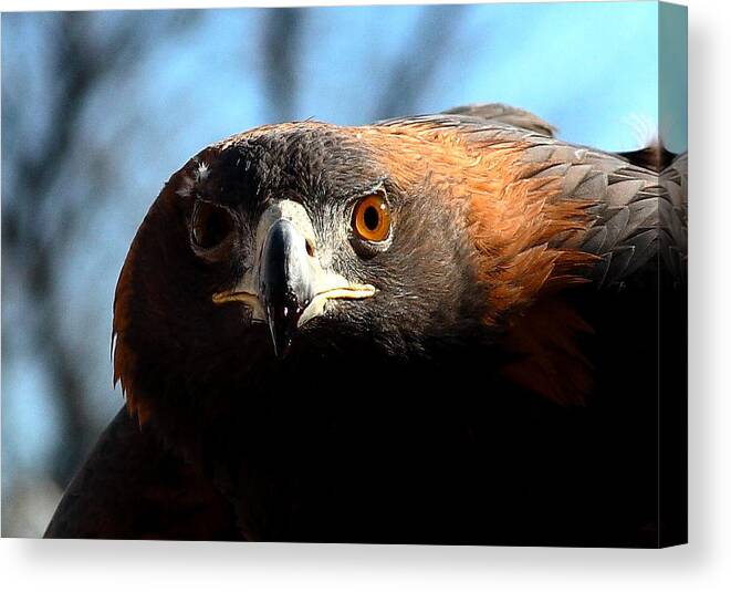 Nature Canvas Print featuring the photograph The Sharp Gaze by Steven Reed
