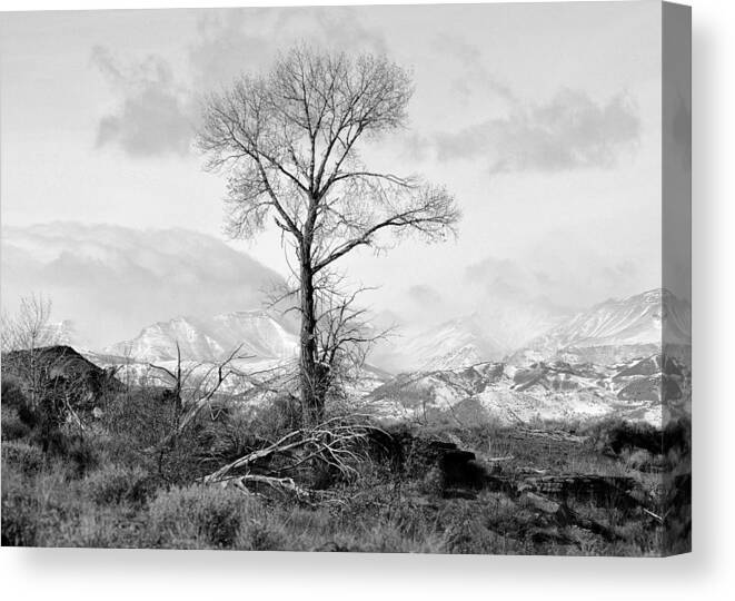 Tree Canvas Print featuring the photograph The Stark Tree in Black and White by Lisa Holland-Gillem
