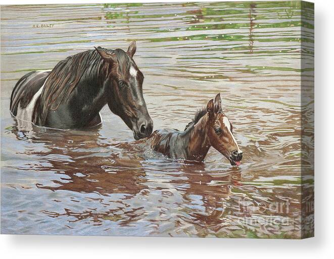 Mare And Foal Canvas Print featuring the drawing The Swimming Lesson by Helen Bailey