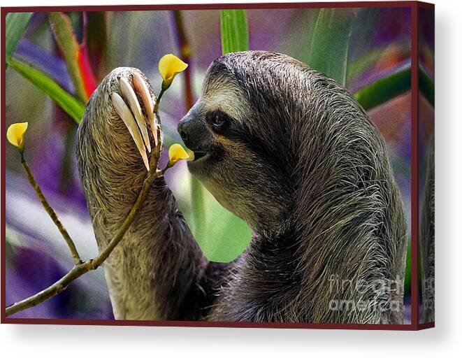 Sloth Canvas Print featuring the photograph The Three-Toed Sloth by Gary Keesler