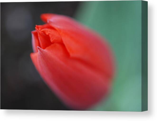 Tulip Canvas Print featuring the photograph The Tip of the Tulip by Kathy Paynter