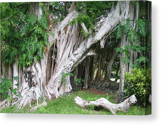 Landscape Canvas Print featuring the photograph The Trunks by Marian Jenkins