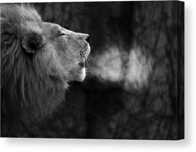 African Canvas Print featuring the photograph The Will of the King by Larry Bohlin