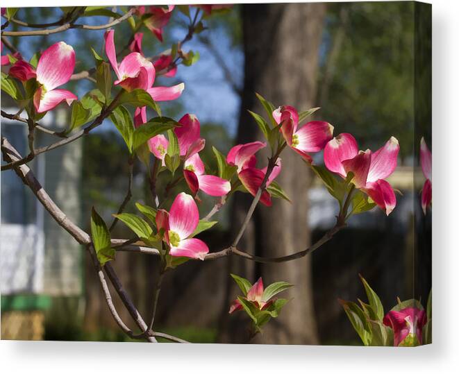 Red Canvas Print featuring the photograph Them Cheery Little Dogwoods by Kathy Clark