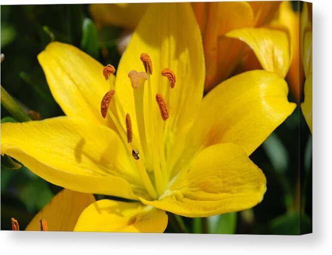 Lilly Canvas Print featuring the photograph This Lilly is for Joyce by Kathy Paynter