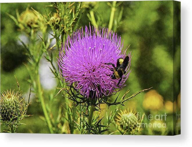 Mary Carol Story Canvas Print featuring the photograph Thistle And Bee by Mary Carol Story