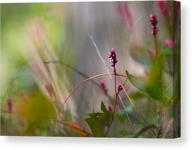 Nature Canvas Print featuring the photograph Through the Forest by Tracy Male