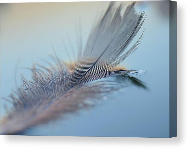 Feathers Canvas Print featuring the photograph Tickle Me 4 by Fraida Gutovich