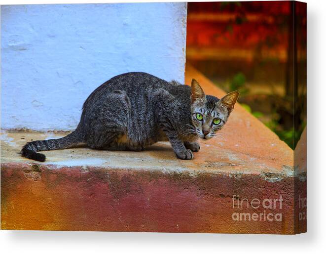 Cat Canvas Print featuring the photograph Tiger cat with luminous eyes by Gina Koch