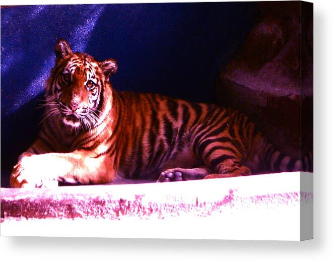 Tiger Canvas Print featuring the photograph Tiger Cub by Victoria Lakes