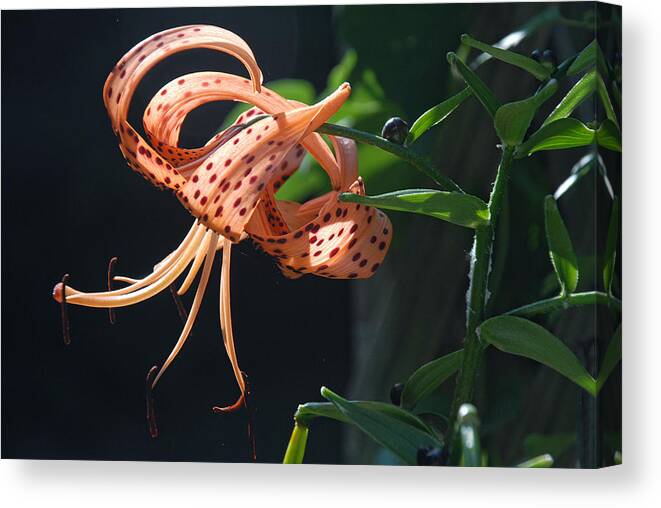 Flowers Canvas Print featuring the photograph Tiger Lily by Susan Moody