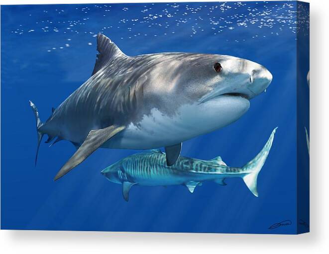 Tiger Shark Canvas Print featuring the digital art Tiger Shark by Owen Bell