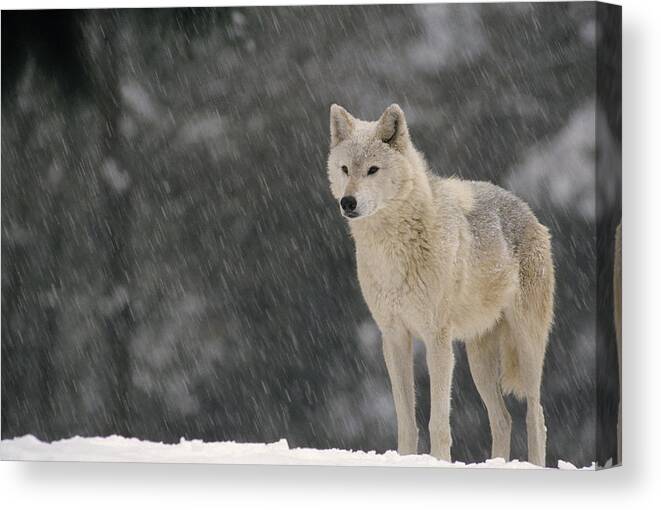 Feb0514 Canvas Print featuring the photograph Timber Wolf Female North America by Gerry Ellis