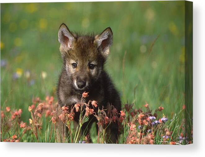 Feb0514 Canvas Print featuring the photograph Timber Wolf Pup North America by Tom Vezo