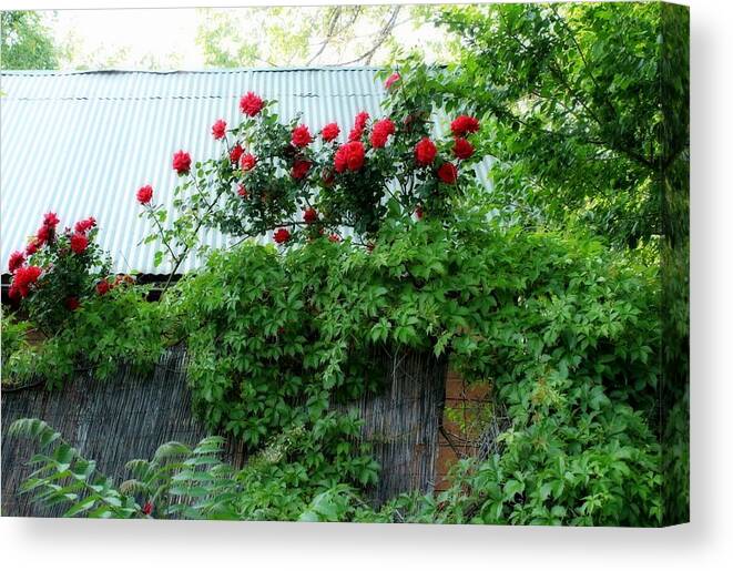 Tin Canvas Print featuring the photograph Tin Roof Roses by Elizabeth Sullivan