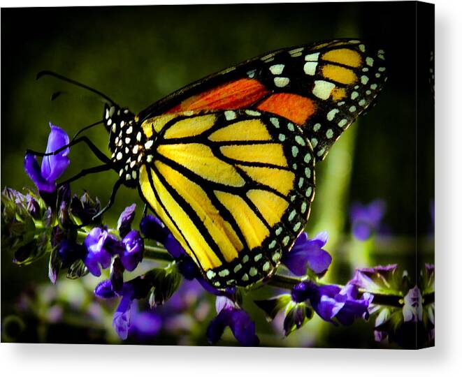 Beautiful Butterflies Canvas Print featuring the photograph Tiny Dancer by Karen Wiles
