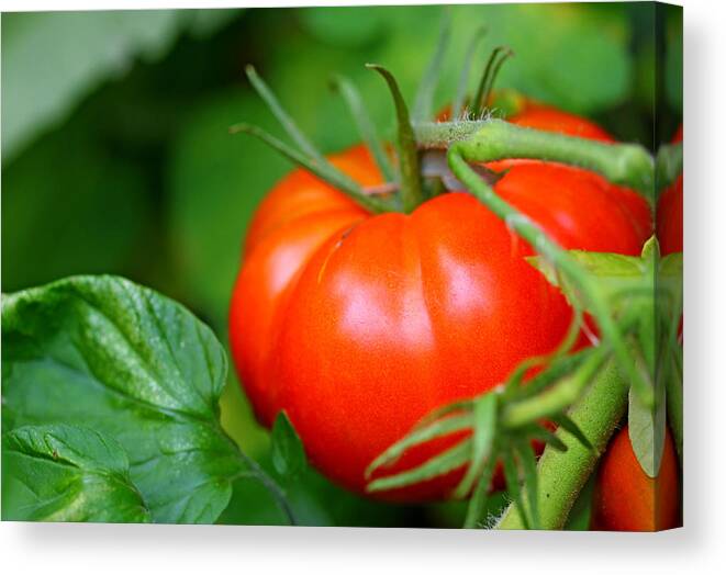 Food Canvas Print featuring the photograph Tomato On The Vine by Debbie Oppermann