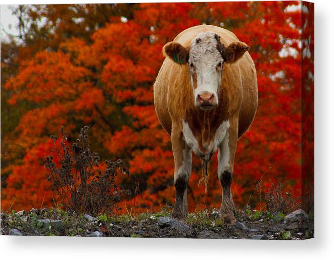 Animal Autumn Fall Landscape Ontario Canada Color Cattle Rural Portrait Canvas Print featuring the photograph Top of the Heap by Jim Vance
