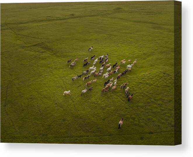 Horse Canvas Print featuring the photograph Top view of Horses Running by Arctic-Images