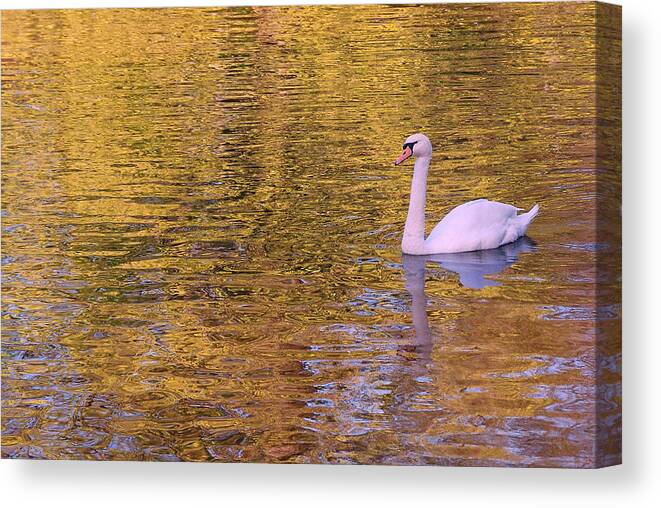Swans Canvas Print featuring the photograph Tranquility by Allen Beatty