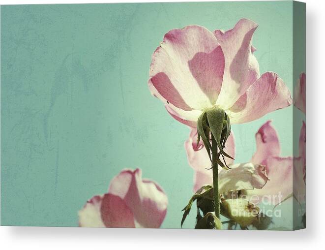 Canvas Print featuring the photograph Transparent by AK Photography
