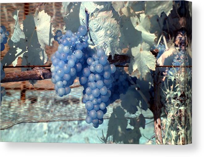 Grapes Canvas Print featuring the photograph Transparent Grapes by Rebecca Parker
