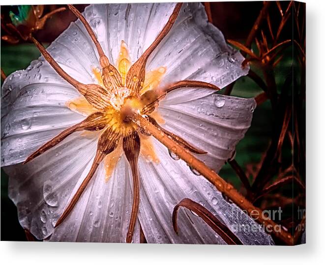 Macro Canvas Print featuring the photograph Trapped and loved by Barry Weiss