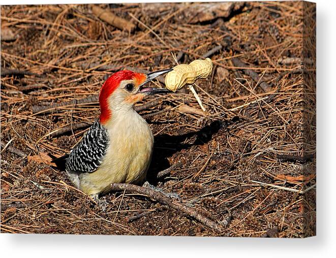 Red-bellied Woodpecker Canvas Print featuring the photograph Treat Time by HH Photography of Florida