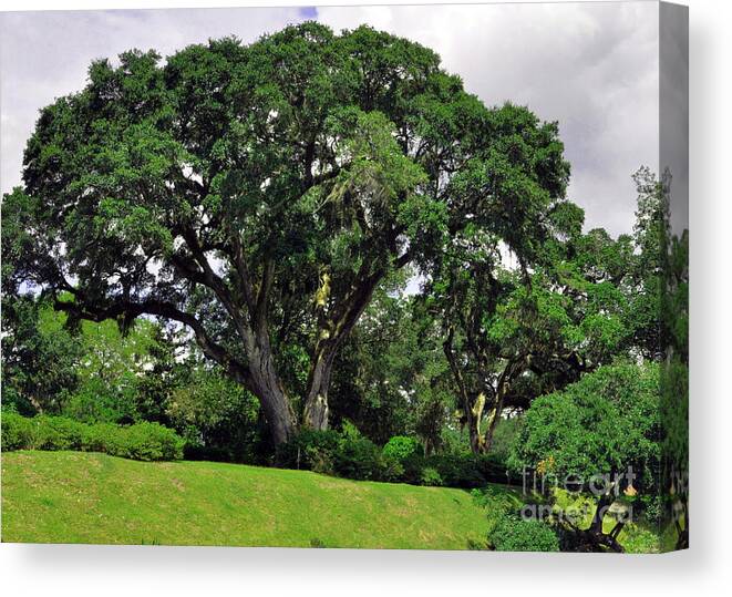 Tree By The River Canvas Print featuring the photograph Tree By The River by Lydia Holly