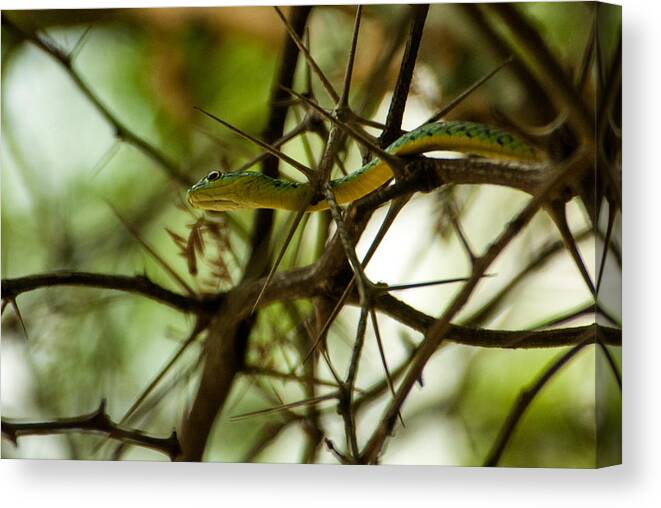 Africa Canvas Print featuring the photograph Tree snake 2 by Alistair Lyne