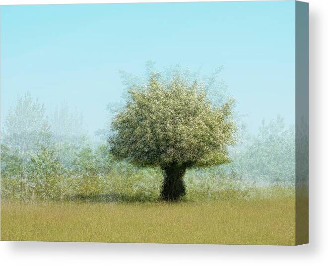 Lonely Tree Canvas Print featuring the photograph Tree With Flowers by Katarina Holmstr??m