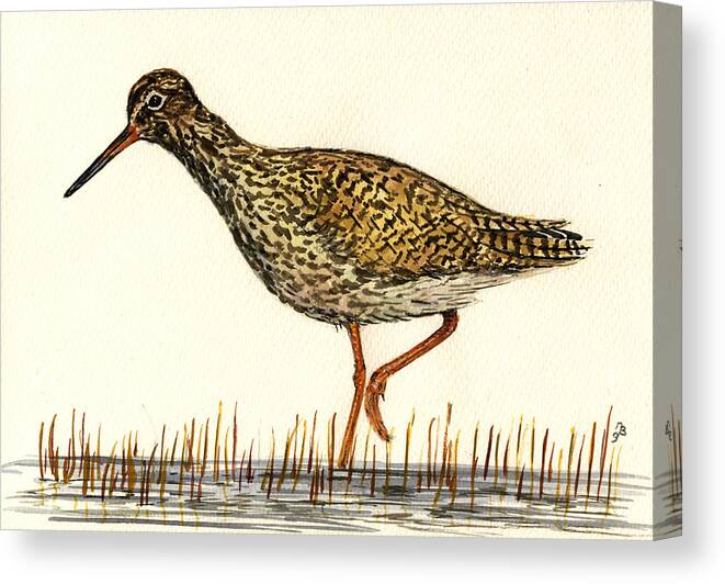  Plover Canvas Print featuring the painting Tringa totanus by Juan Bosco