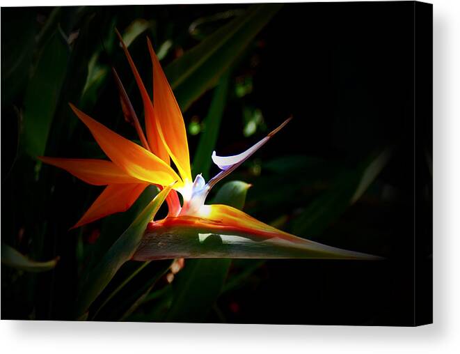 Tropical Canvas Print featuring the photograph Tropical Bloom by Joseph Desiderio