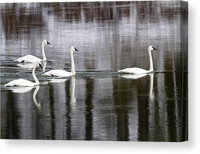 Swan Canvas Print featuring the photograph Trumpeter V by Shari Sommerfeld