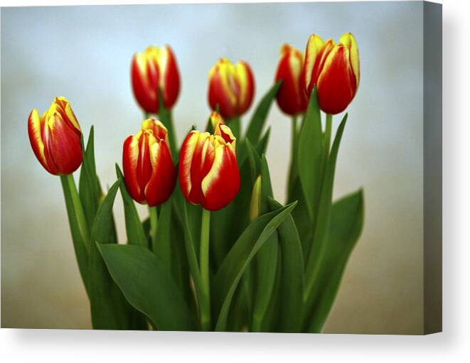 Tulip Canvas Print featuring the photograph Tulip Arrangement by Marilyn Hunt