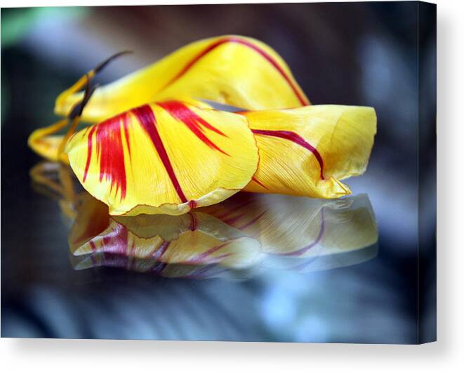 Tulips Canvas Print featuring the photograph Tulip Reassembled 4 by Andrea Lazar