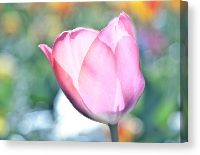 Tulip Canvas Print featuring the photograph Tulipooty by Max Blinkhorn