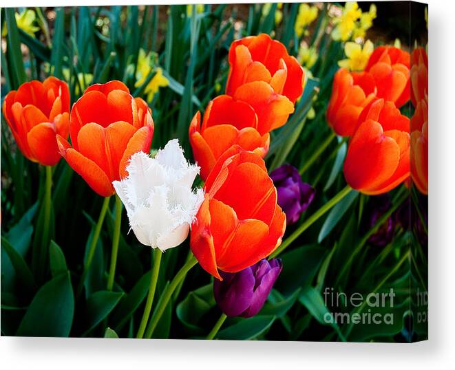 Tulips Canvas Print featuring the photograph Tulips by Shijun Munns