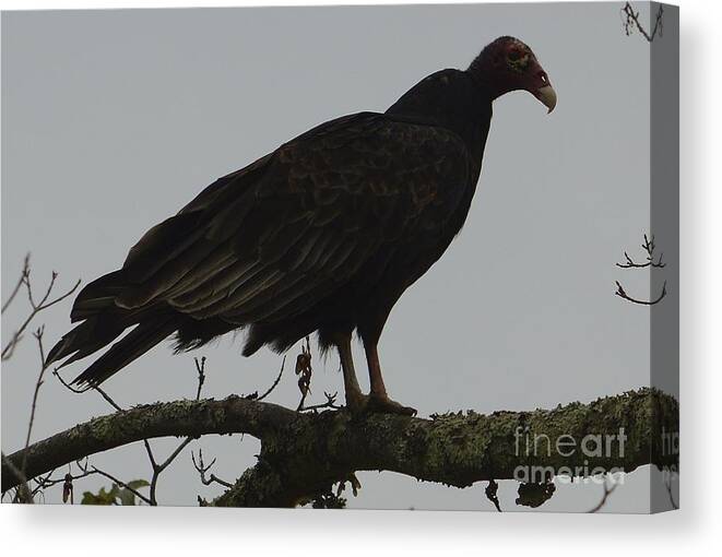 Scavanger Canvas Print featuring the photograph Turkey Vulture by Randy Bodkins