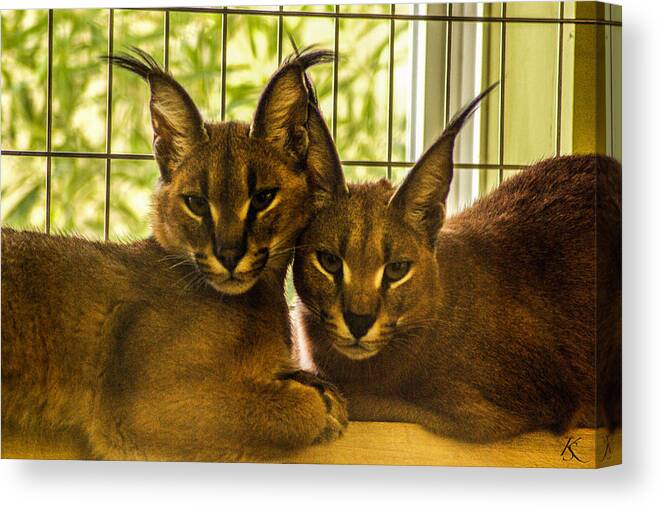 Caracal Canvas Print featuring the photograph Twin Caracals by Kelly Smith