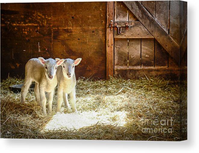 Maine Award Winning Photographers Canvas Print featuring the photograph Twins by Alana Ranney