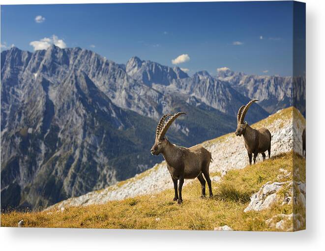 Horned Canvas Print featuring the photograph Two Alpine Ibex in front of Mount Watzmann , Alps by DieterMeyrl