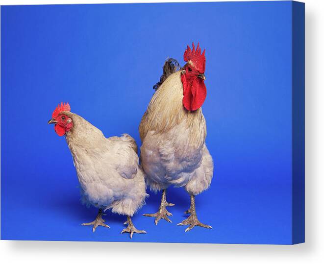 Hen Canvas Print featuring the photograph Two Chickens by Square Dog Photography