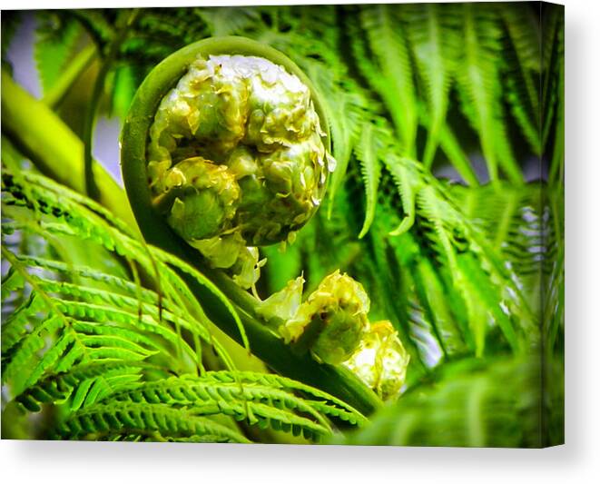 Green Canvas Print featuring the photograph Unveiling Life by Karen Wiles