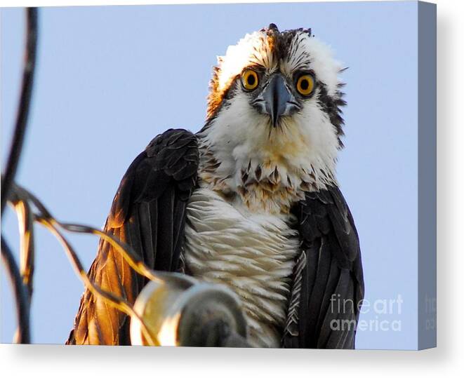 Osprey Canvas Print featuring the photograph Urban Osprey by Quinn Sedam